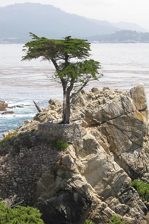 hesperocyparis-macrocarpa
